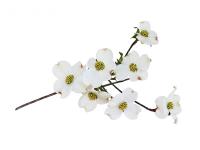 Cornouiller Bourgeons Bio