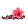 Hibiscus karkadé