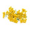 Tanaisie annuelle / Camomille bleue