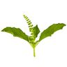 Basilic sacré (tulsi)