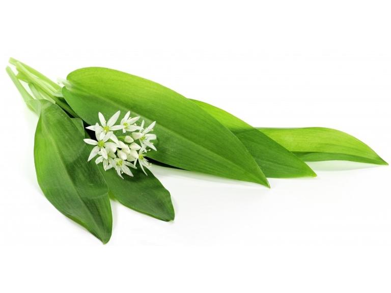 Ail des Ours Bio Extrait de plante fraîche