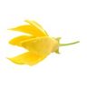 Ylang Ylang