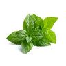 Menthe