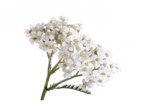 Achillée Millefeuille Bio Extrait de plante fraîche