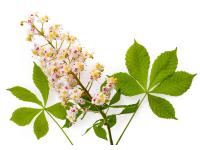 Marronnier d'Inde Bourgeons Bio