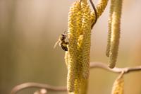 Miel et propolis biologique