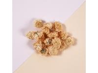 Camomille romaine Fleurs Bio