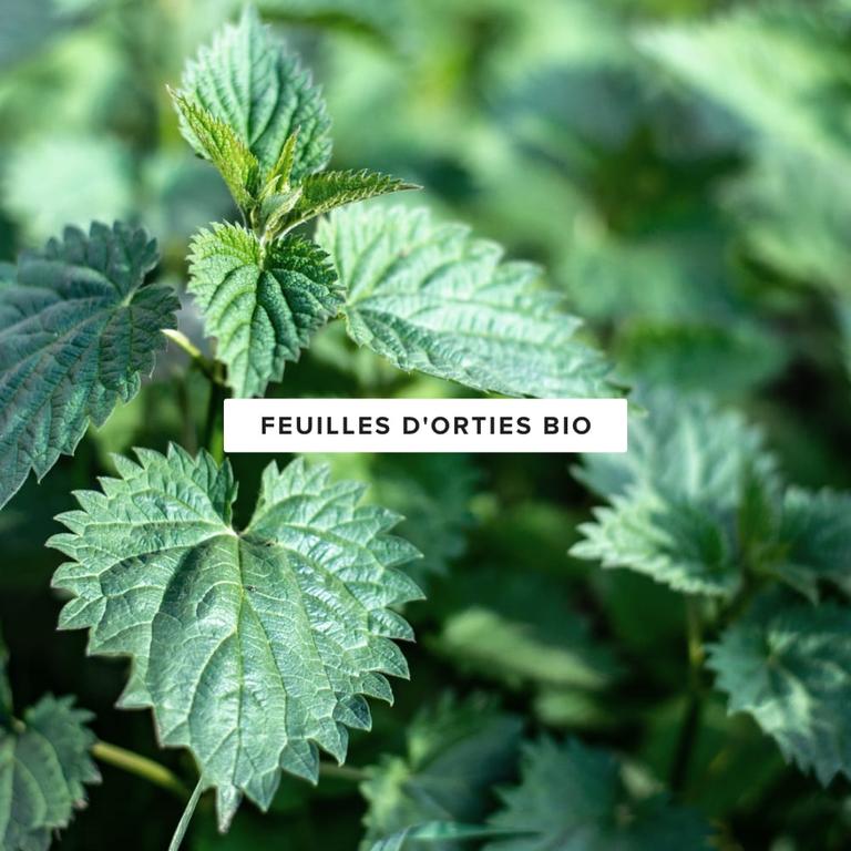Feuilles d'ortie bio en poudre