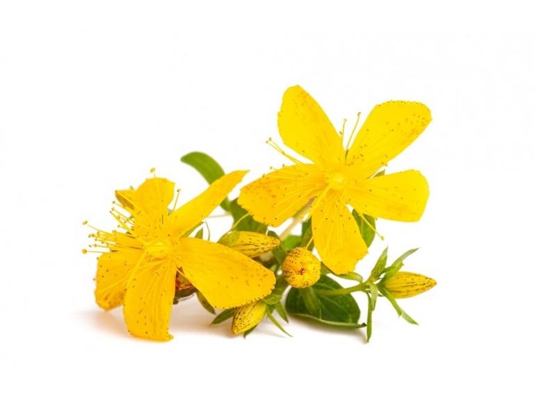 Millepertuis Bio Extrait de plante fraîche