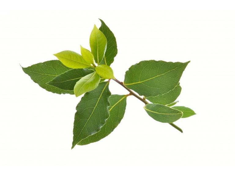 Huile essentielle Laurier noble Bio