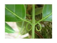 Griffe de chat Bio d'Amazonie