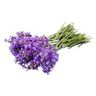 Lavande Fine (vraie / officinale)
