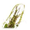Desmodium