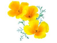 Pavot jaune de Californie Bio Extrait de plante fraîche