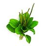 Plantain