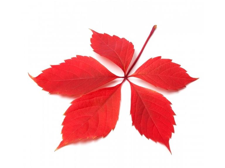 Vigne rouge Bio