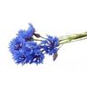 Bleuet