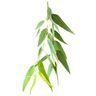 Eucalyptus radié
