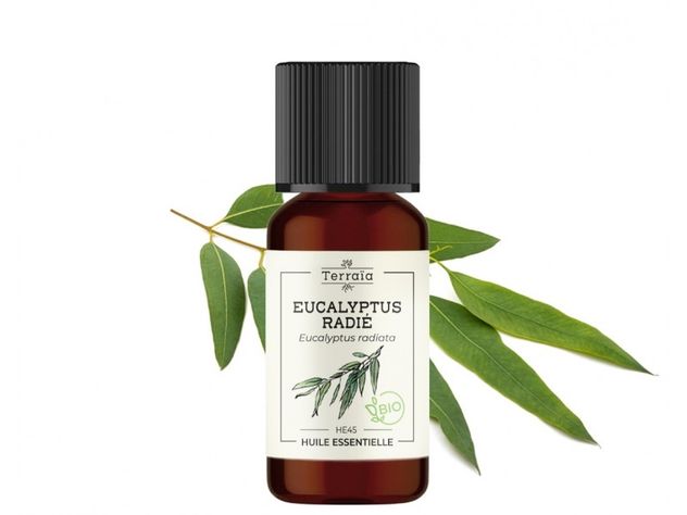 Huile essentielle Eucalyptus radié Bio (radiata)