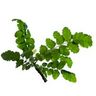 Boswellia serrata