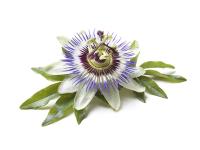 Passiflore Bio Extrait de plante fraîche
