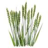 Herbe de blé