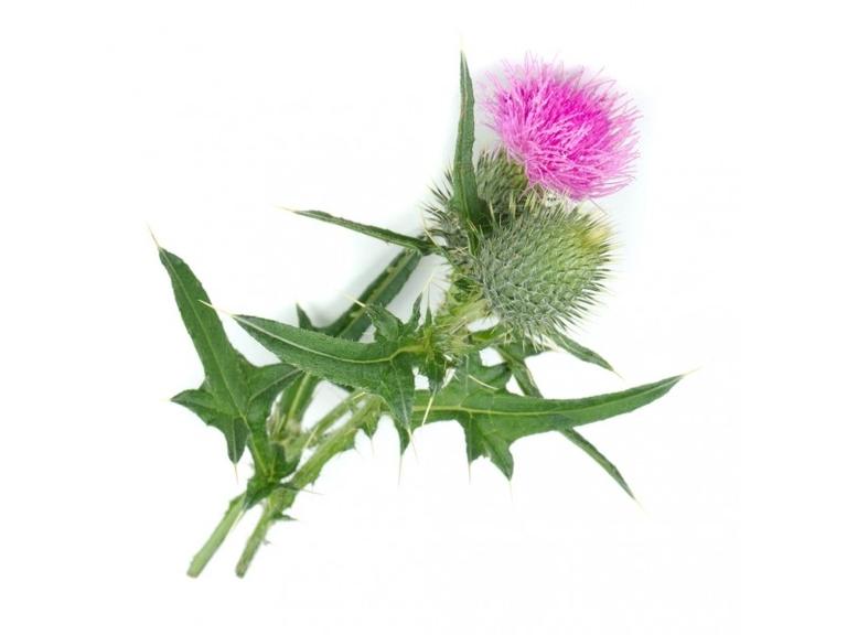 Chardon Marie Bio Extrait de plante fraîche