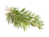 Huile essentielle Tea tree Bio