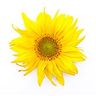 Arnica