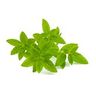 Verveine