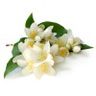 Jasmin