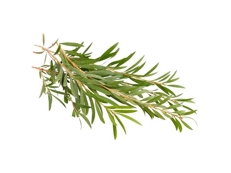 Huile essentielle Tea tree Bio