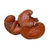 Reishi