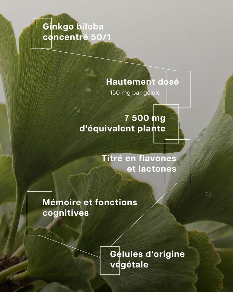 Ginkgo titré 7500 mg