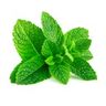 Menthe verte type nanah