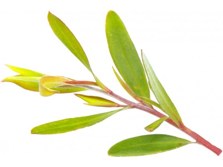 Huile essentielle Niaouli Bio