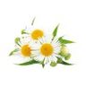 Camomille matricaire