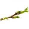 Cassis (Ribes nigrum)