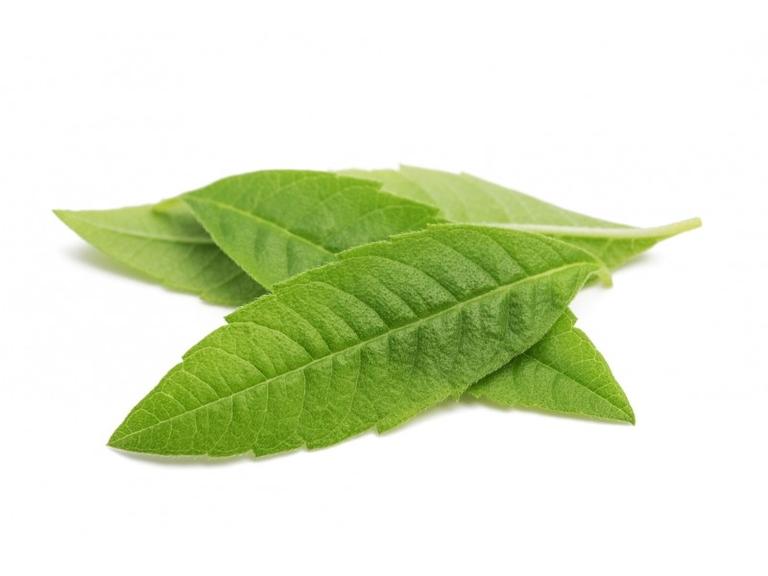 Verveine Feuilles Bio