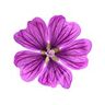 Mauve sylvestre