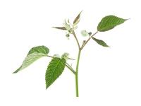 Framboisier Bourgeons Bio