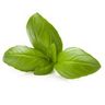Basilic tropical