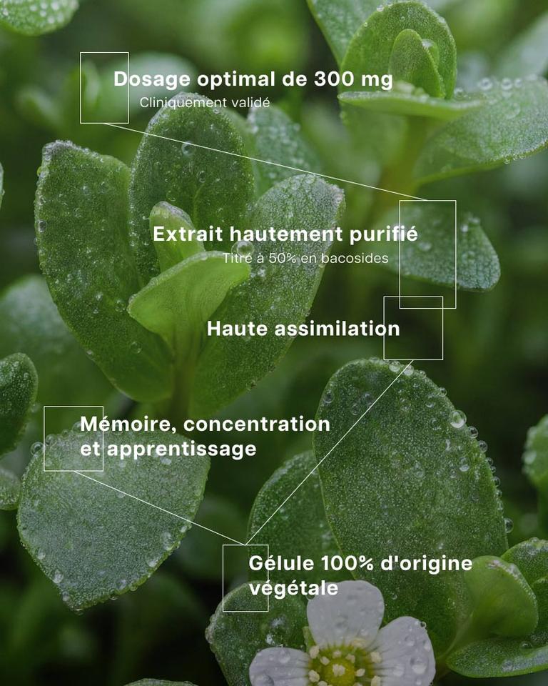 Bacopa 300 mg