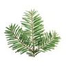 Sapin baumier